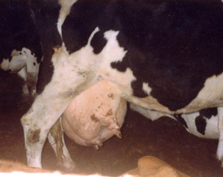 udder infection